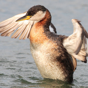 Red-necked Grebe
